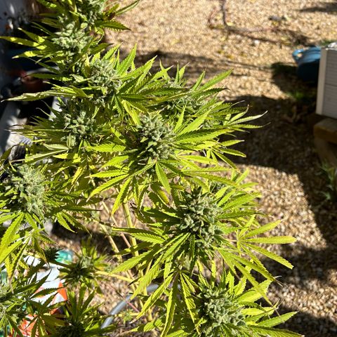 Tahoe growlog timeline photo