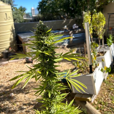 Tahoe growlog timeline photo