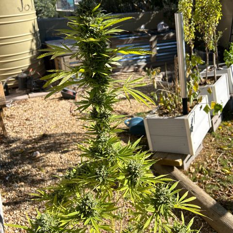 Tahoe growlog timeline photo