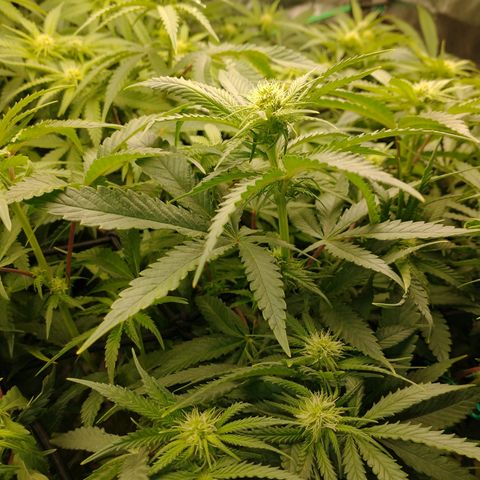 Unknown strain growlog timeline photo