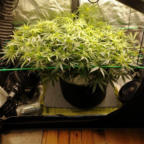 Unknown strain growlog timeline photo