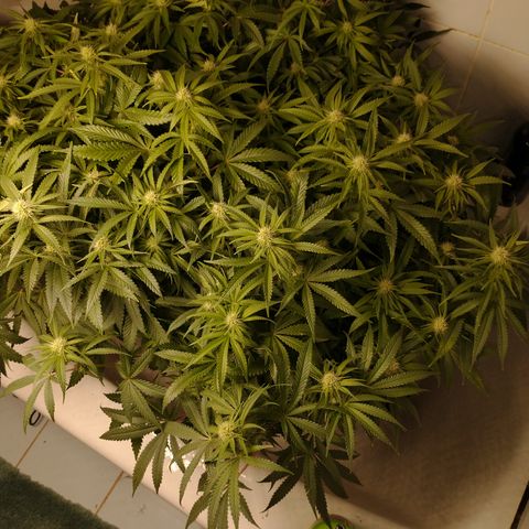 Unknown strain growlog timeline photo
