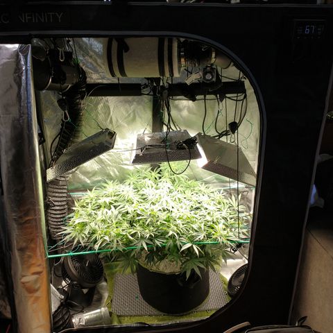 Unknown strain growlog timeline photo