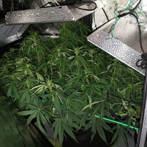 Unknown strain growlog timeline photo