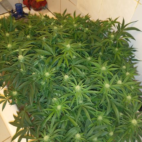 Unknown strain growlog timeline photo