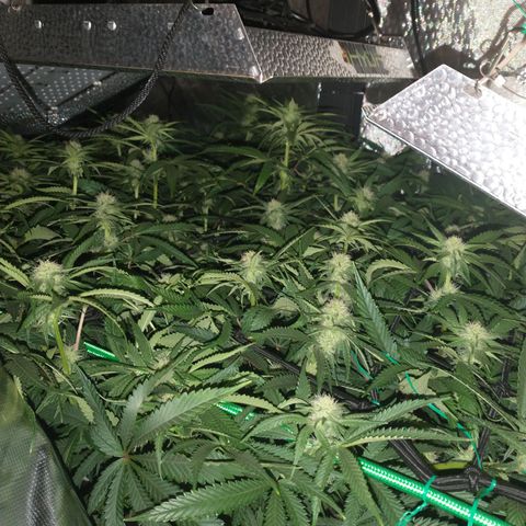 Unknown strain growlog timeline photo