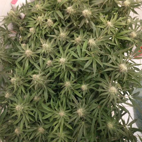 Unknown strain growlog timeline photo