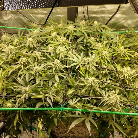 Unknown strain growlog timeline photo