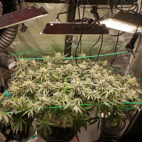 Unknown strain growlog timeline photo