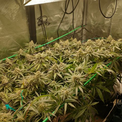 Unknown strain growlog timeline photo