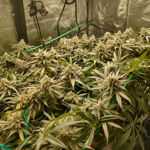 Unknown strain growlog timeline photo