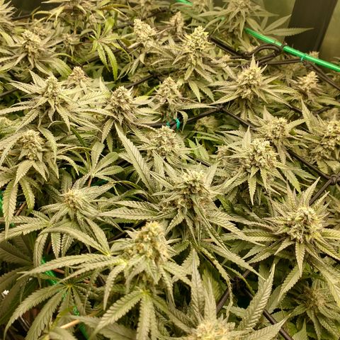 Unknown strain growlog timeline photo
