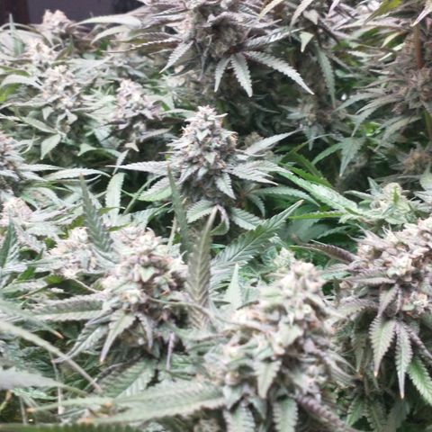 Unknown strain growlog timeline photo