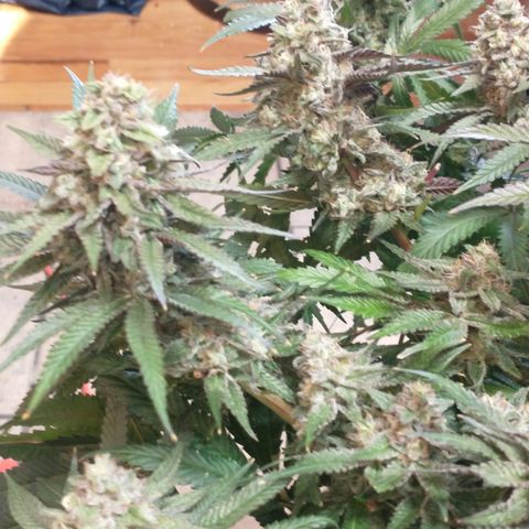 Unknown strain growlog timeline photo