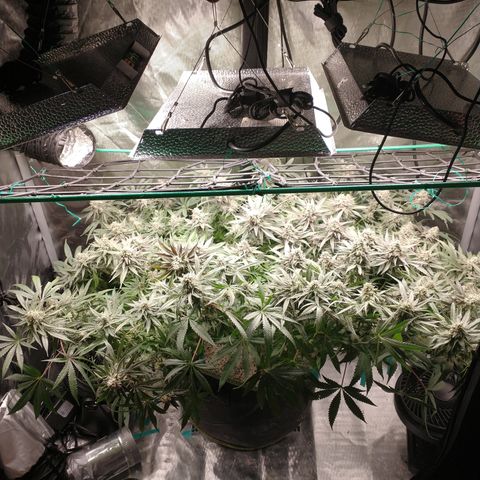 Unknown strain growlog timeline photo
