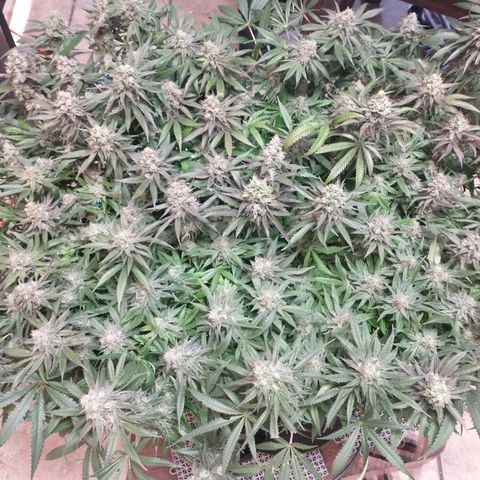 Unknown strain growlog timeline photo