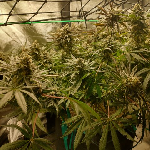 Unknown strain growlog timeline photo