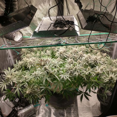 Unknown strain growlog timeline photo