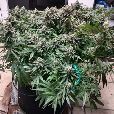Unknown strain growlog timeline photo