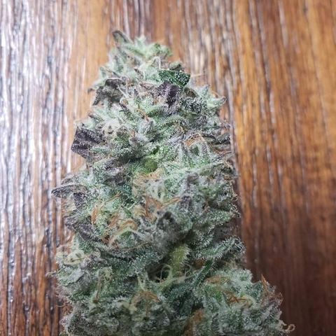 Unknown strain growlog timeline photo