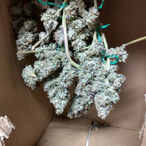 Unknown strain growlog photo: Most harvested 10/6 and 10/7