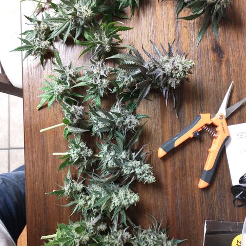 Unknown strain growlog photo: Most harvested 10/6 and 10/7