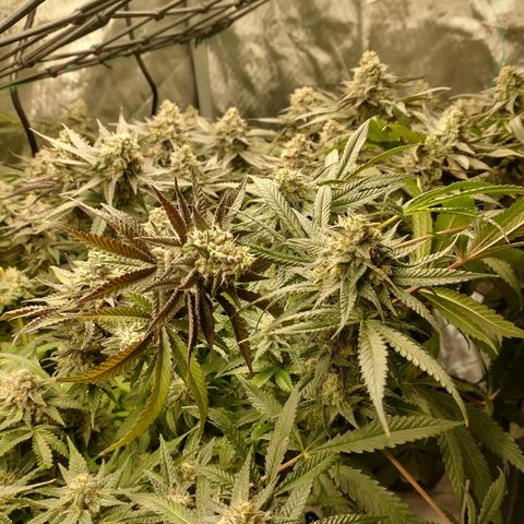 Unknown strain growlog photo: Most harvested 10/6 and 10/7