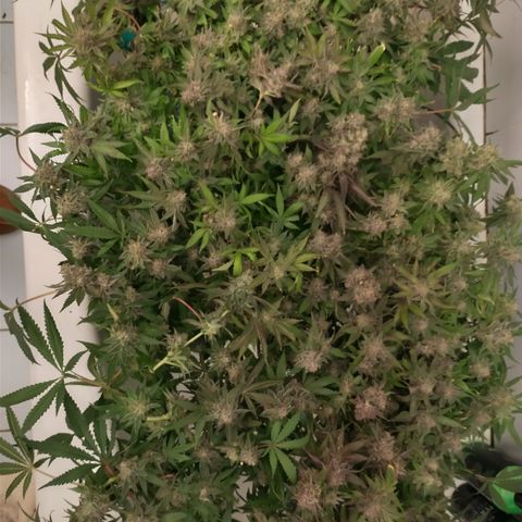 Unknown strain growlog photo: Most harvested 10/6 and 10/7
