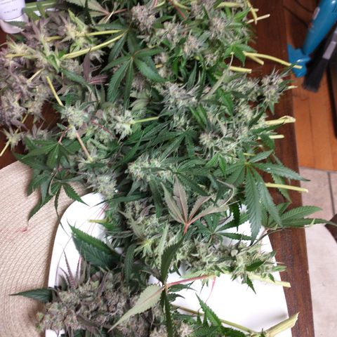 Unknown strain growlog photo: Most harvested 10/6 and 10/7