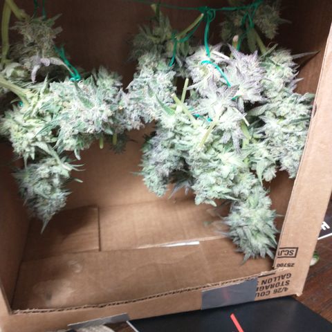 Unknown strain growlog photo: Most harvested 10/6 and 10/7