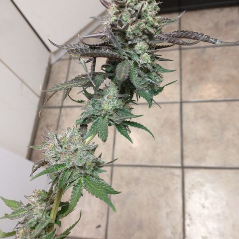 Unknown strain growlog photo: Most harvested 10/6 and 10/7