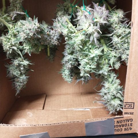 Unknown strain growlog photo: Most harvested 10/6 and 10/7