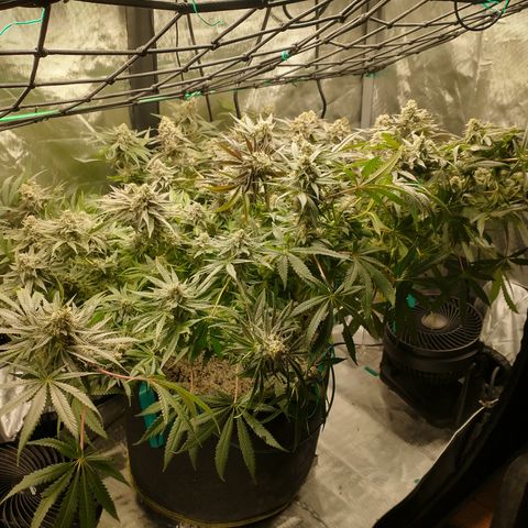 Unknown strain growlog photo: Most harvested 10/6 and 10/7