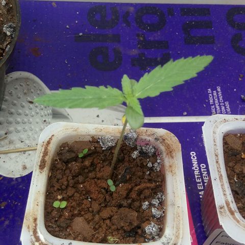 Gorila glue #1 growlog photo: Feito rega
