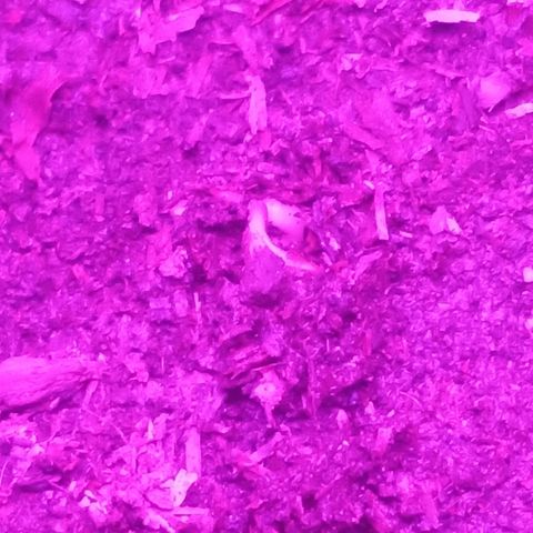 Genética desconocida growlog photo: Ya saliendo