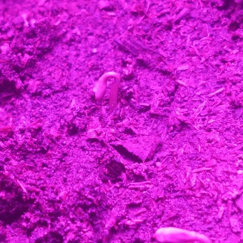 Genética desconocida growlog photo: Ya saliendo