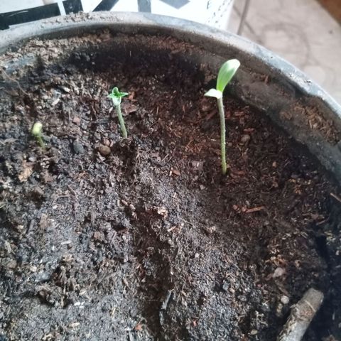 Genética desconocida growlog timeline photo