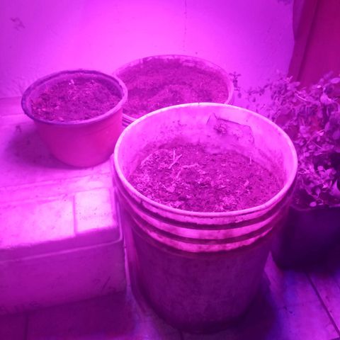 Genética desconocida growlog timeline photo
