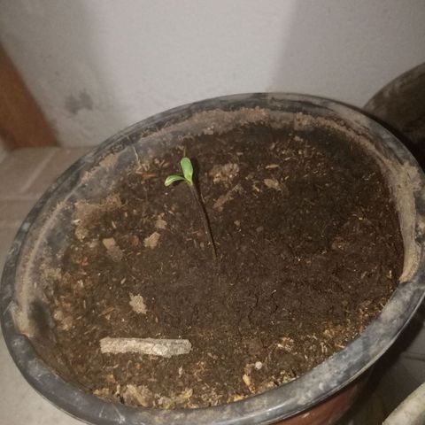 Genética desconocida growlog timeline photo