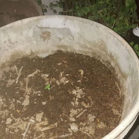 Genética desconocida growlog timeline photo