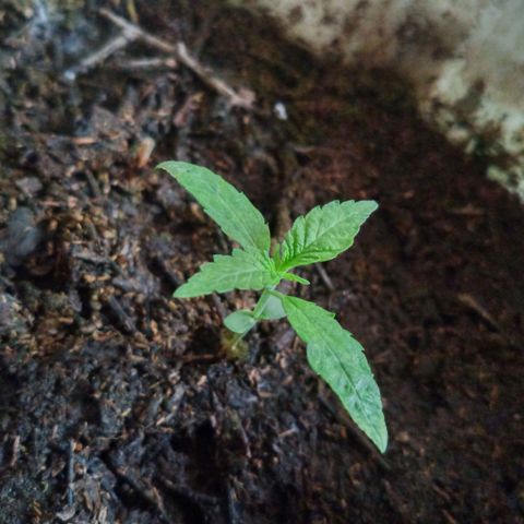 Genética desconocida growlog timeline photo