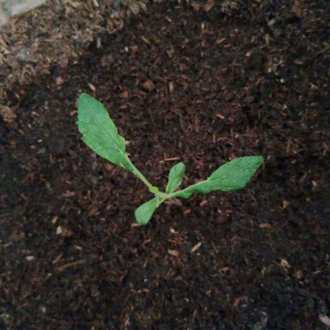 Genética desconocida growlog timeline photo