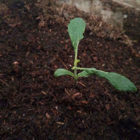 Genética desconocida growlog timeline photo