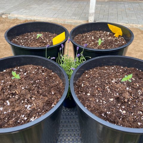 Critical Auto - Barneys Farm Deutsch growlog photo: Draußen gesellt sich der Lavendel zu ihnen und schreckt hoffentlich einige mögliche Schädlinge mit seinen ätherischen Ölen ab.