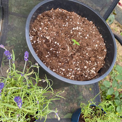 Critical Auto - Barneys Farm Deutsch growlog photo: Draußen gesellt sich der Lavendel zu ihnen und schreckt hoffentlich einige mögliche Schädlinge mit seinen ätherischen Ölen ab.