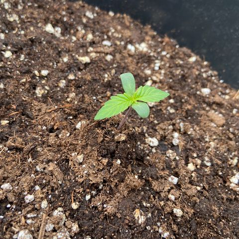 Critical Auto - Barneys Farm Deutsch growlog photo: Draußen gesellt sich der Lavendel zu ihnen und schreckt hoffentlich einige mögliche Schädlinge mit seinen ätherischen Ölen ab.