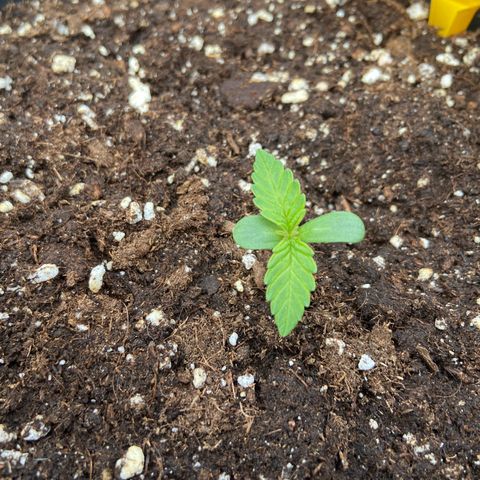 Critical Auto - Barneys Farm Deutsch growlog photo: Draußen gesellt sich der Lavendel zu ihnen und schreckt hoffentlich einige mögliche Schädlinge mit seinen ätherischen Ölen ab.