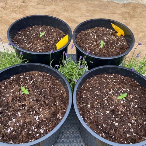 Critical Auto - Barneys Farm Deutsch growlog timeline photo