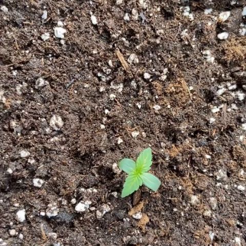 Critical Auto - Barneys Farm Deutsch growlog timeline photo