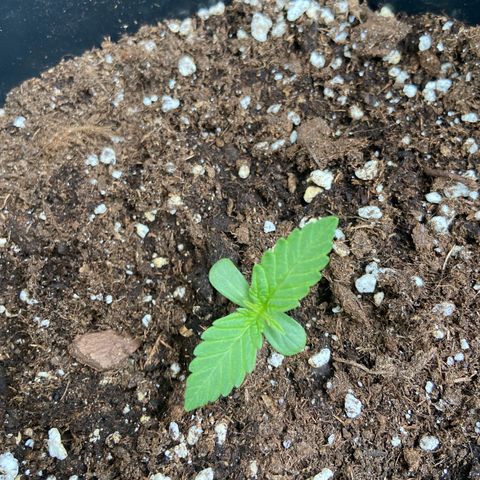 Critical Auto - Barneys Farm Deutsch growlog timeline photo